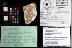 Foto (Objket + Etiketten) von Culmenformosa sp. 